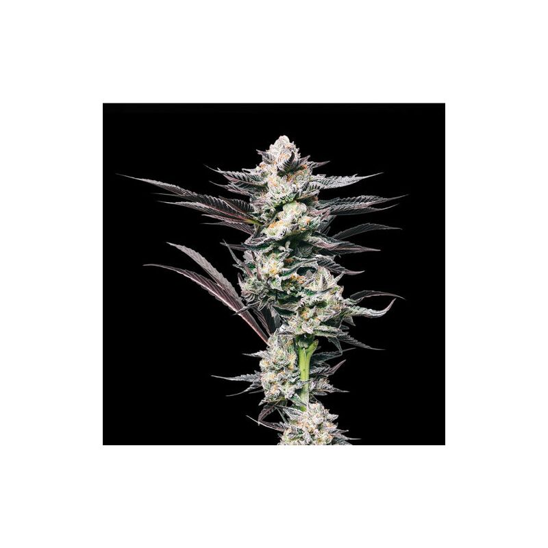 Girl Scout Cookies, Фасовка: 5